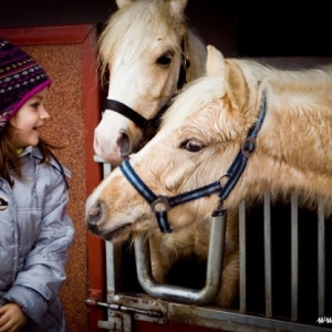 Dziewczynka przy koniach