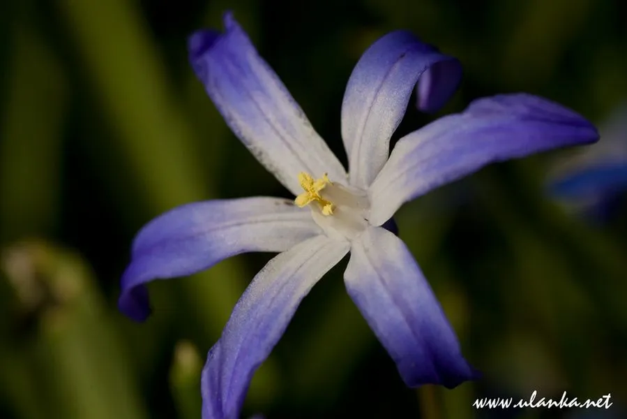 Makrofotografia – zdjęcie 2