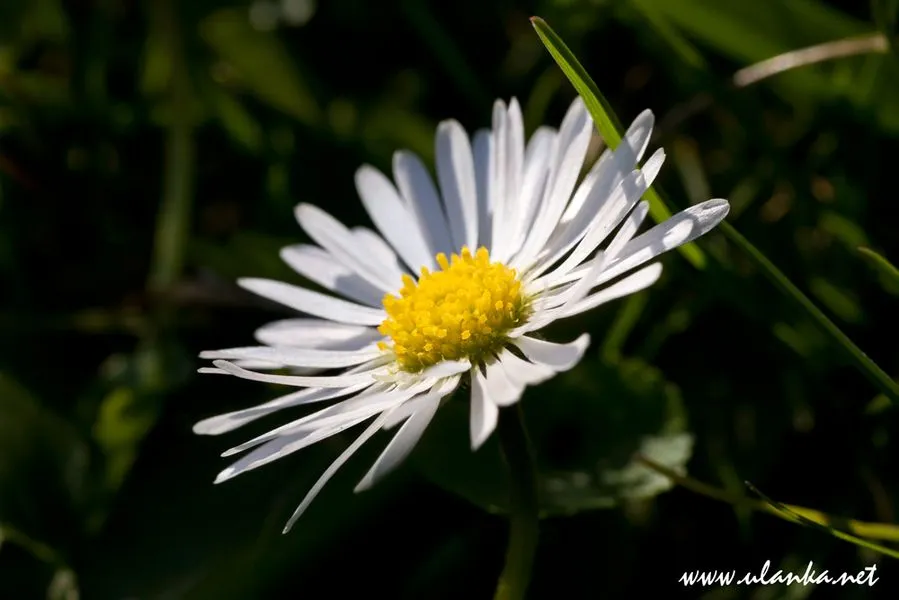 Makrofotografia – zdjęcie 3