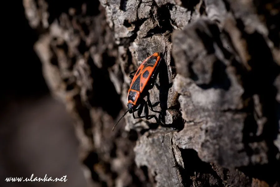 makrofotografia - owady