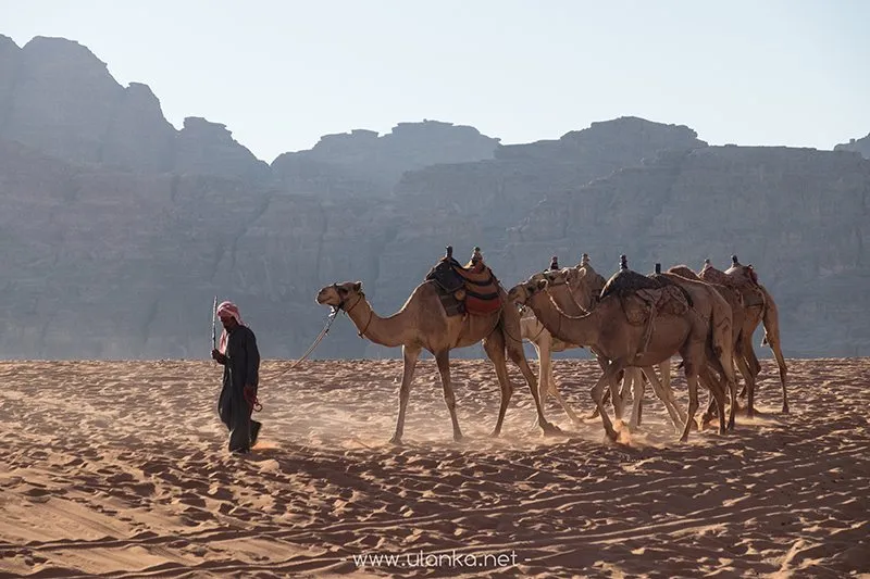 Fotografia podróżnicza – karawana wielbłądów na pustyni Wadi Rum